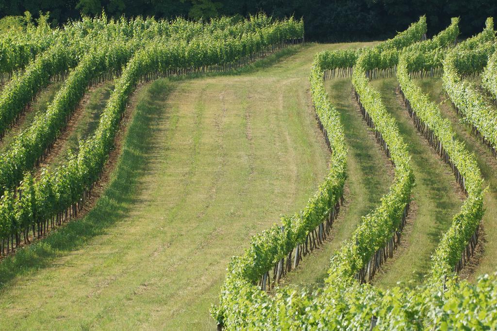 Winzerzimmer - Weingut Tinhof Eisenstadt Exterior photo